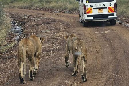 Nairobi National Park Giraffe Center and Carnivore Restaurant 