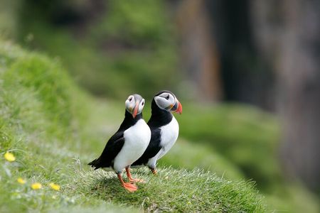 Puffin Watching and Gufufoss Waterfall Tour from Seydisfjordur