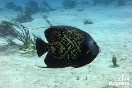 Scuba Diving in Playa del Carmen or Tulum