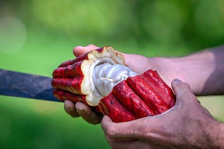 Craft Chocolate Tasting and Farm Experience on the Big Island