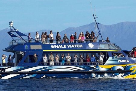 Kaikoura Private Whale Watching Day Trip from Christchurch