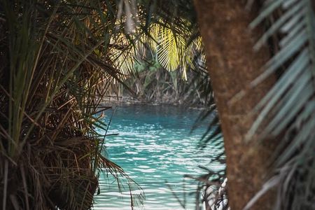 Kikuletwa Springs Private Swimming Activity Adventure