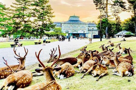 Kyoto/Osaka: Kyoto and Nara Customized Private Guided Tour