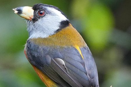 2 Day Mindo Cloud Forest Birdwatching Tour from Quito