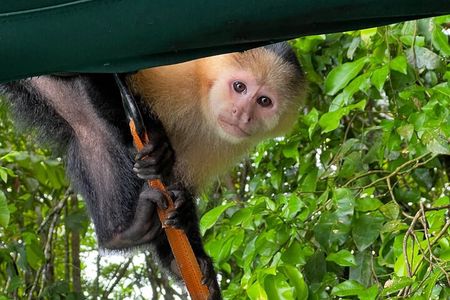 From Riu Playa Blanca or Decameron - Monkey Islands & Old Town