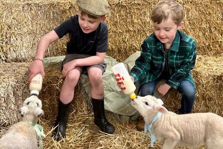 1 Hour Lamb Bottle Feeding Experience on Working Farm