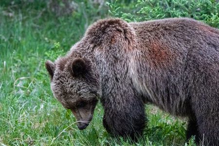 Discover Jasper and its Wildlife