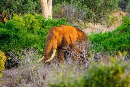 3 day Diani Beach To Tsavo East & West 