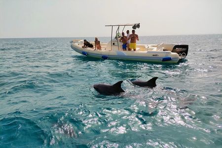Private Dolphin Watching Tour With Snorkeling & Orange Bay Island