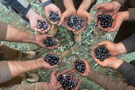 Full Day Olive Oil Farm and Nicotera Tour with Calabrian lunch