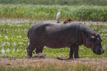 One Day Safari in Akagera National Park