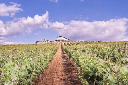 Ronda Wine Tasting with Tapas in a Scenic Vineyard