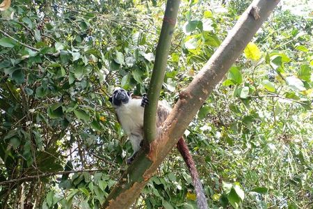 Guided Monkey Island Tour and the Sloth Sanctuary Visit