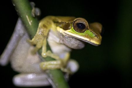 La Fortuna Rainforest Guided Night Tour