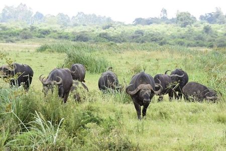  Nairobi National Park Safari Group Tour Experience