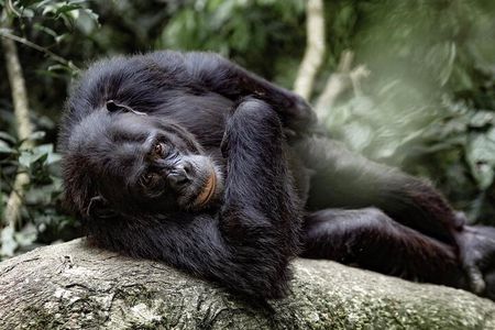 2 Days 1 Night Nyungwe Chimpanzees, Canopy, King Palace &Tea tour