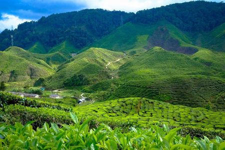 Cameron Highlands Full Day Join in Tour