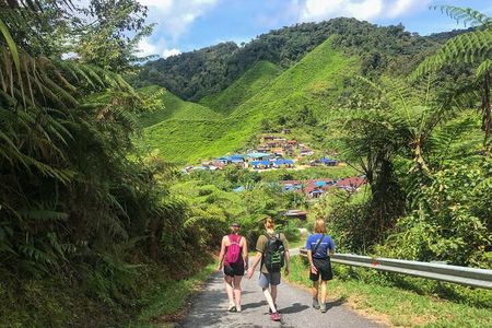 Cameron Highlands Full Day Join in Tour