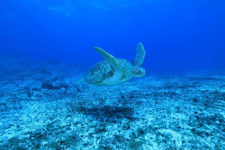 Private Diving Experience in Praia João Fernandinho