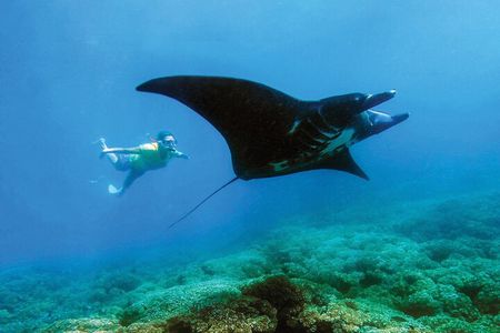 Manta Ray Experience