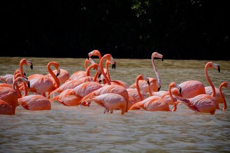 Excursion to Celestun Biosphere and Beach Day from Merida