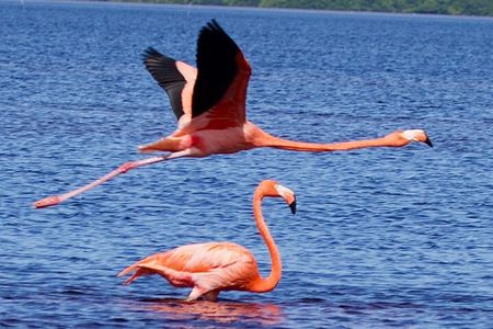 Excursion to Celestun Biosphere and Beach Day from Merida