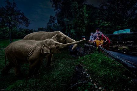 Singapore Night Safari Ticket Experience