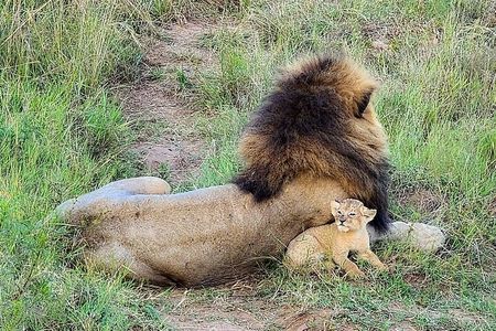 Three days two nights Masai Mara with pickup
