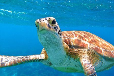 The Frederiksted St. Croix Sea Turtles Snorkeling Tour