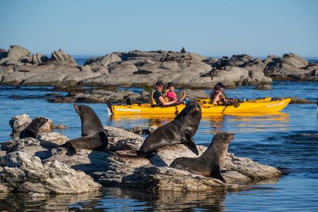 Wildlife Sea Kayaking Tour - Kaikoura