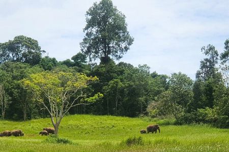 Khao Yai Waterfalls and Wilderness Private Chartered Tour