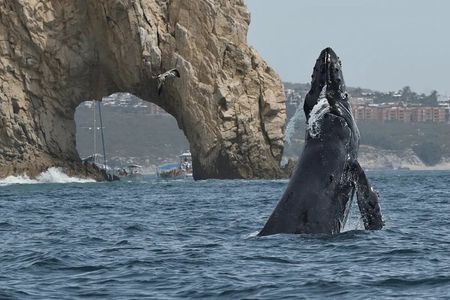#1 Whale Watching Tour: 2 Hours at Arch & Lover’s Beach