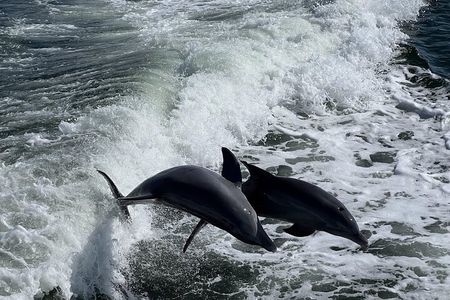 Charlotte Harbor: Dolphin Discovery Day Cruise