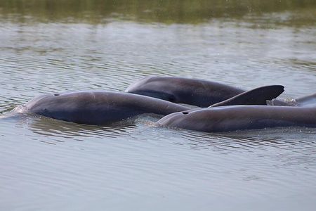 Folly Beach Dolphin Viewing Boat Excursion and Estuary Tour 