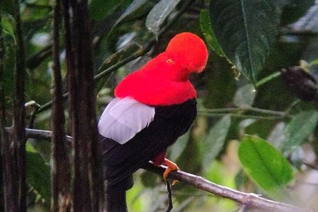 Professional Guide For andean cock of the Rock in Mindo 