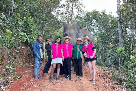 Ethical Elephant Observation Half Day from Chiang Mai 