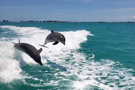 !! Flippers Fun Boat !! Dolphin Adventure Clearwater Beach!