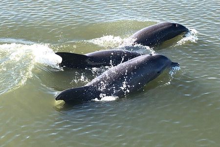 Private Morning Sail/ Dolphin Tour on 50ft Fate, BYOB or Catering
