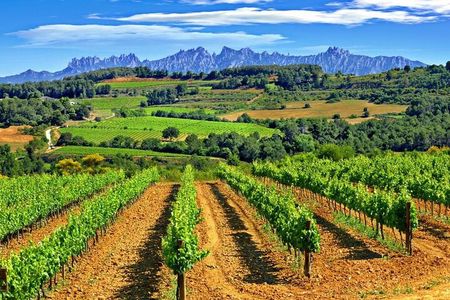From Barcelona: El Penedès Hike & Wines