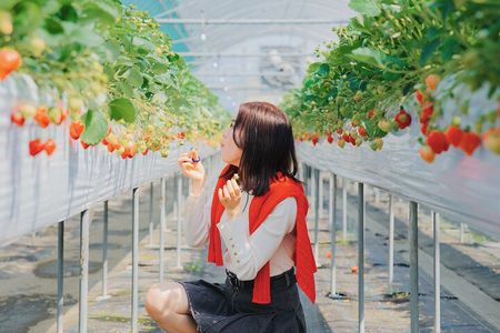 YokaBus Fukuoka Strawberry Picking and Sakura Dyeing Experience