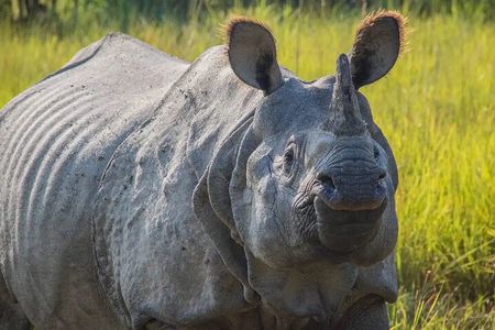 Chitwan Jungle Safari-All inclusive 3 Days Chitwan Tour