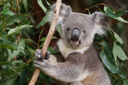 6 Hours Brisbane Private Tour – Popular Sights in One Day