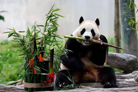Panda House, Temple of Heaven, Lama Temple, Summer Palace & Lunch