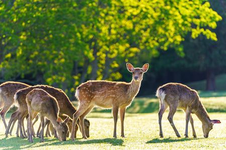 Best of Kyoto and Nara Highlights Day Tour from Osaka (7~9 spots)