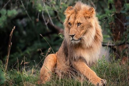 3 Days Maasai Mara Private Safari