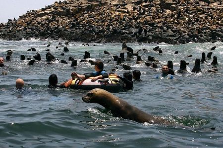 Palomino Islands Speedboat Tour and Swim with Sea Lions