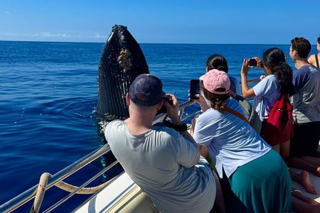 Maui Mid Day Magic Whale Watch 