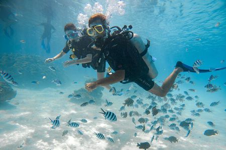 Introductory Dive in Bora Bora (afternoon)