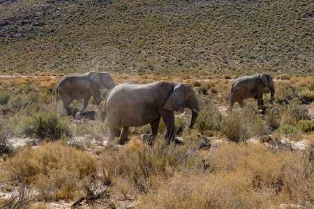 Sunset Aquila Private Game Reserve Big 5 Safari with Snacks