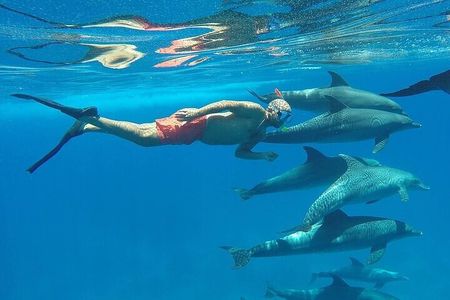 Private Boat Full Day Swimming With Dolphins Trip - Hurghada